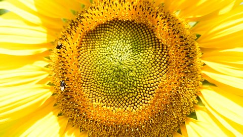 blooming flower of sunflower field in agriculture farm