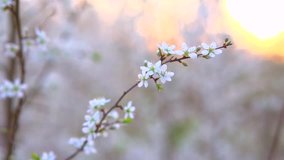 Spring blossom. Beautiful blooming trees in orchard, spring flowers. Springtime. Video of a peach flower blooming close up. Full HD 1080p 