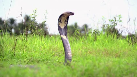 Monocle Cobra in Everglades 