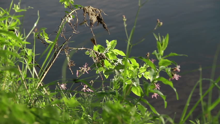 Wild flowers and grass growing by the lake