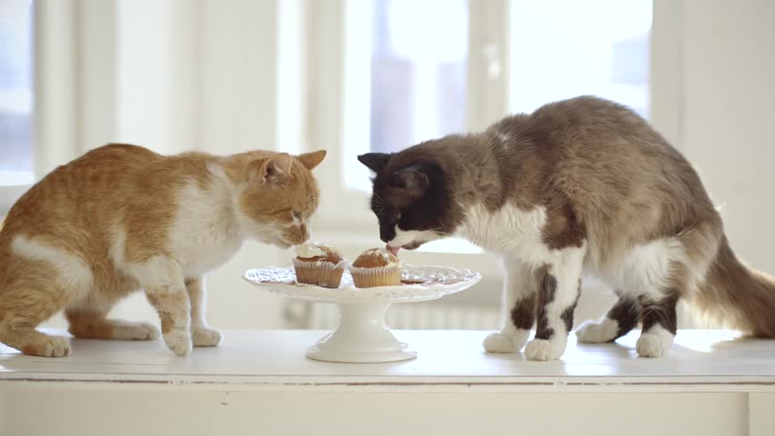 Two Cats Eating Birthday Cake Stock Footage Video (100 Royaltyfree