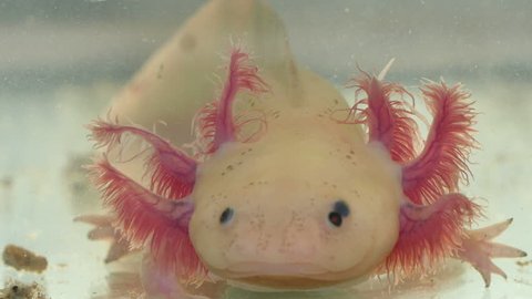 Axolotl Amphibian Face and Gill Detail.
Amphibian aquatic carnivore that looks like a giant tadpole.
It is an elongated salamander compact trunk, large head and small eyes.
