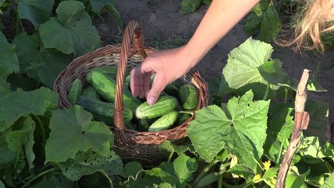 close up of female hand gather fresh green cucumber harvest in wicker basket in garden. 4K UHD video clip.