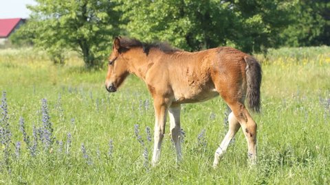 Two Dogs Having Sex Stock Photo 745294063 | Shutterstock
