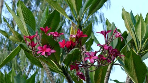plumeria on the plumeria tree, frangipani tropical flowers
