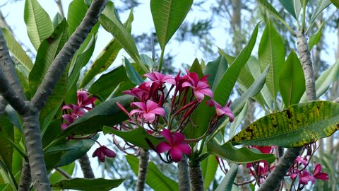 plumeria on the plumeria tree, frangipani tropical flowers