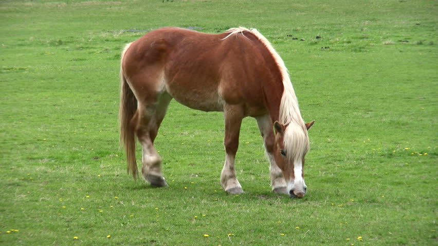 Front Head View of Palomino Stock Footage Video (100% Royalty-free