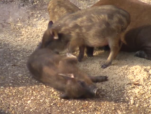 wild pig