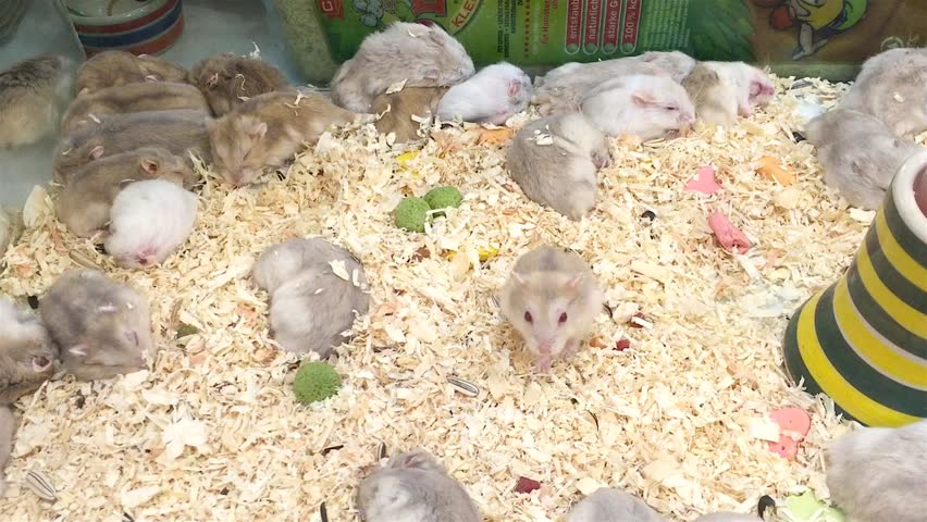 hamster market