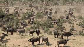 Herd of African buffaloes (Syncerus caffer) in natural habitat, Kruger National Park, South Africa
