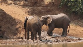 Large African bull elephants (Loxodonta africana) spraying mud, Kruger National Park, South Africa