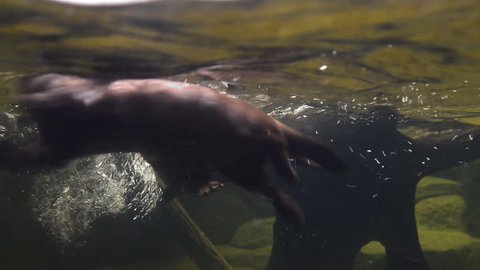 Otter swimming and playing in underwater, Diving otter ,1080p.