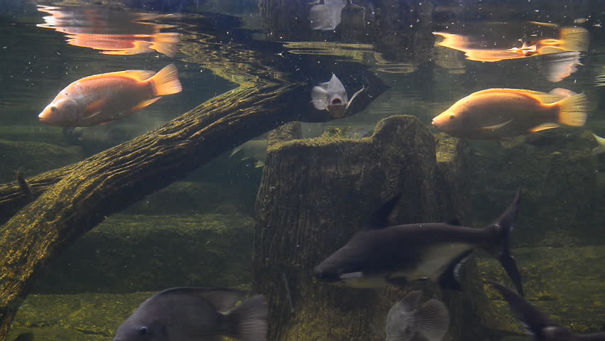 Under water sea fish swimming in big display aquarium Animal and ...