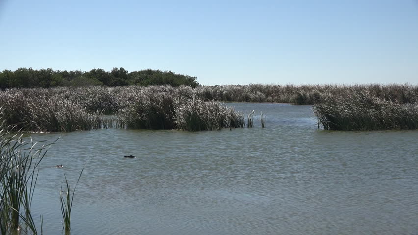 Ducks take off and fly from a Texas wildlife refuge.