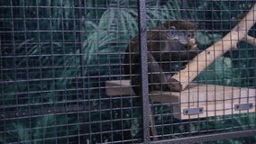 Video clip of a monkey sitting in a cage, and shows itself from behind bars