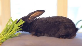 Video clip of the black small rabbit sitting in front of the window and eats green grass