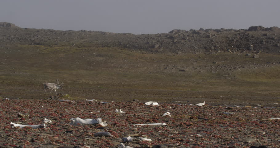 Dolly tracking of male caribou with antlers walking in distance with bleached bones and arctic flowers in foreground -  A015 C052 071919 001