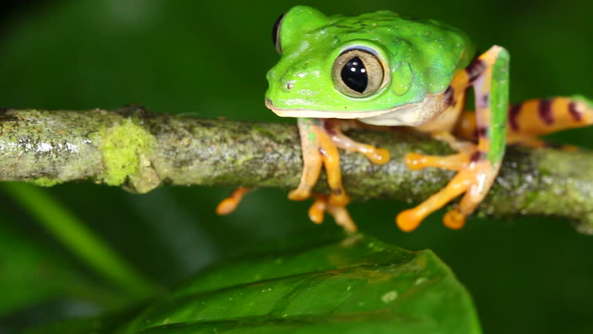 Tiger-striped Leaf Frog (Phyllomedusa tomopterna). On a branch in rainforest, Ecuador