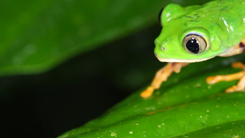 Tiger-striped Leaf Frog (Phyllomedusa tomopterna). Walking along a leaf  in rainforest, Ecuador