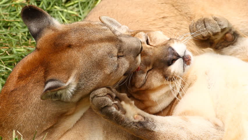 Male and female pumas, panther onca, kissing and hugging like a happy couple