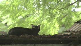 Black Cat on the roof 