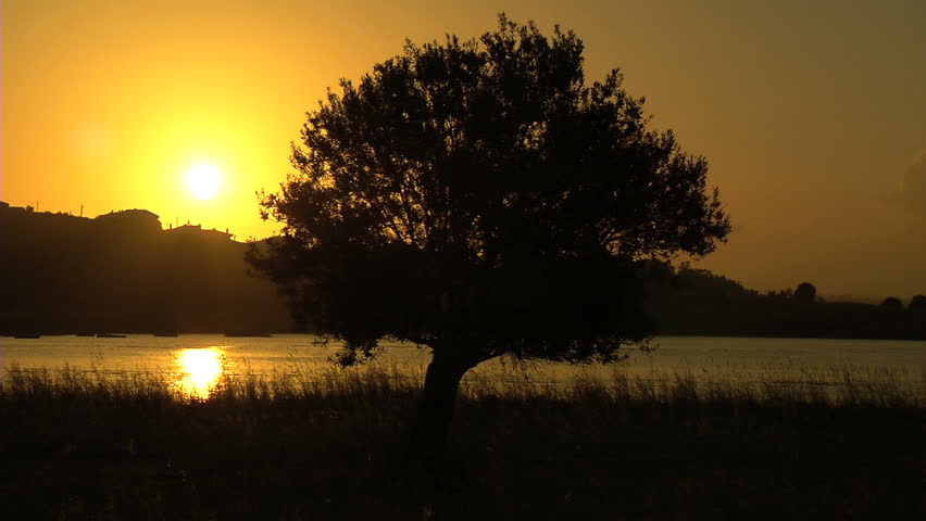 Olive Tree in Ayvalik-Turkey