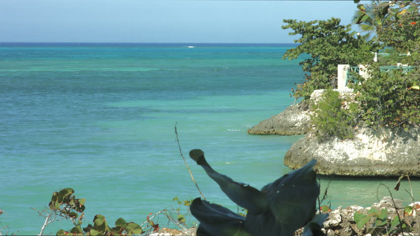 Plants and viewpoint on the coastline of Cuba