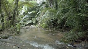 Natural mountain stream. flowing through a tropical rainforest wilderness with big rocks. deadfall and dense vegetation growing along the banks. with sound. Ungraded 4k RAW footage