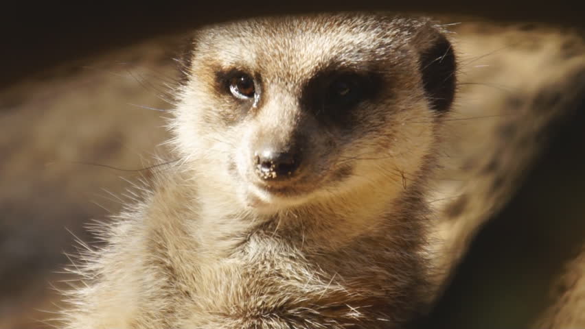 Meerkat