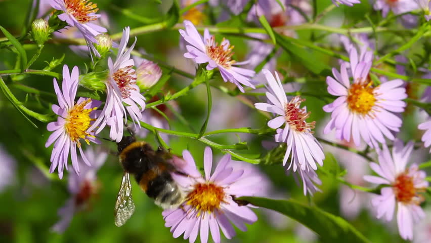 bee on flowers, macro