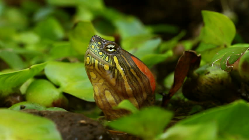 red eared slider turtle in the wild, surrounded by typical flora and looking