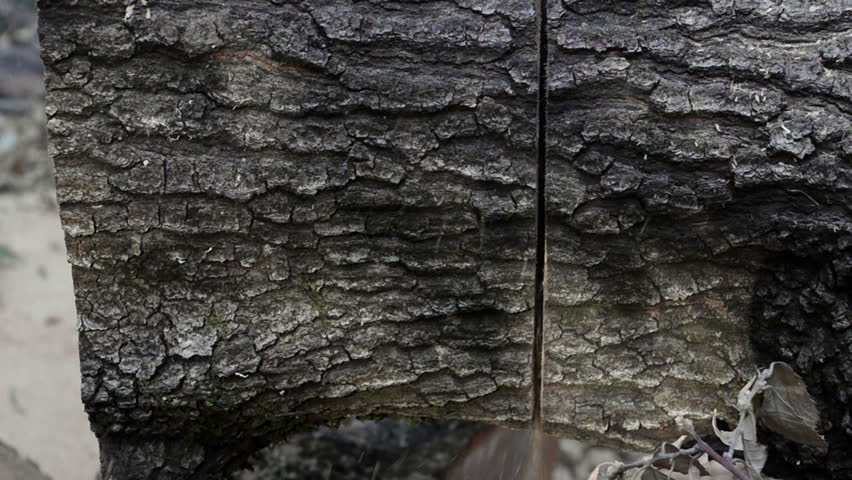 Closeup of a chain as it cuts through a large oak tree