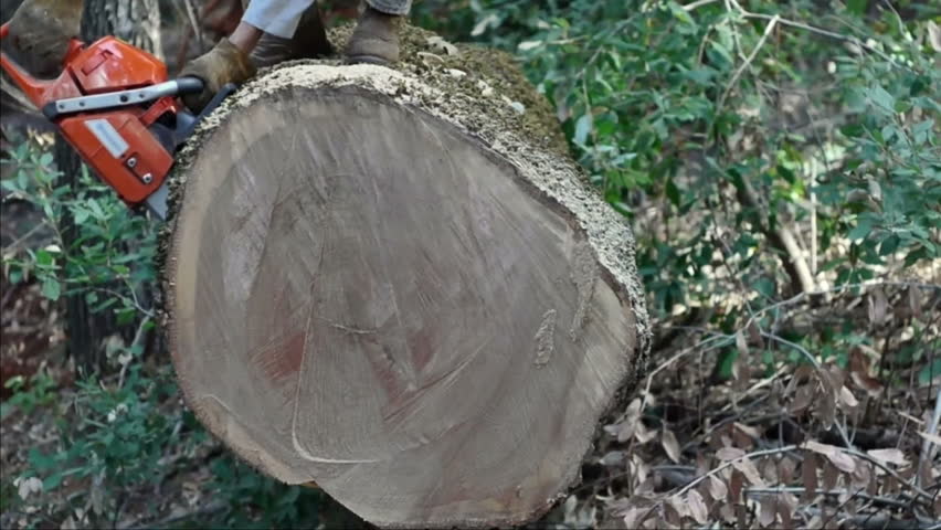 Man cuts a round from a large oak tree, then stands up