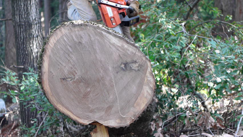 Man cuts round from large oak tree