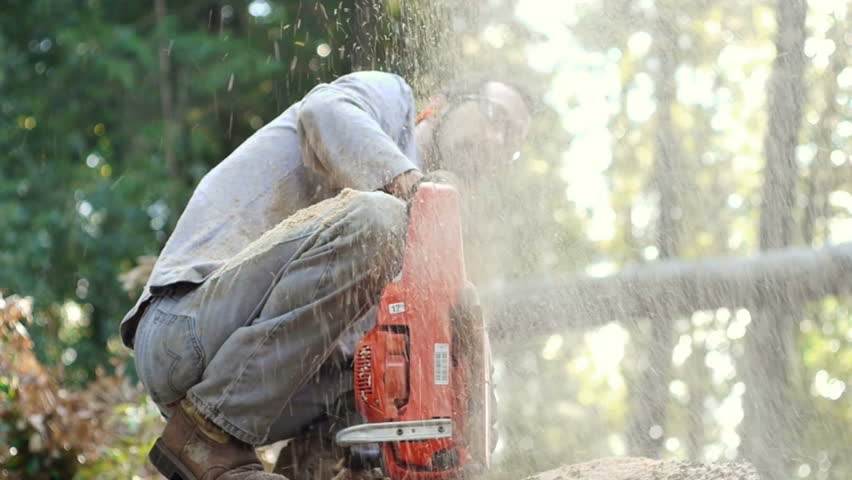 Sawdust flies in the air as a logger cuts through a tree
