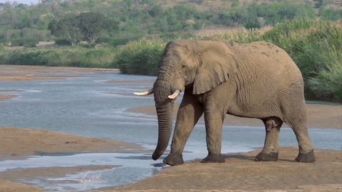 Bull elephant crossing the river