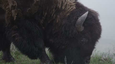 Close up shot of a single bison grazing on the grass on a foggy day.