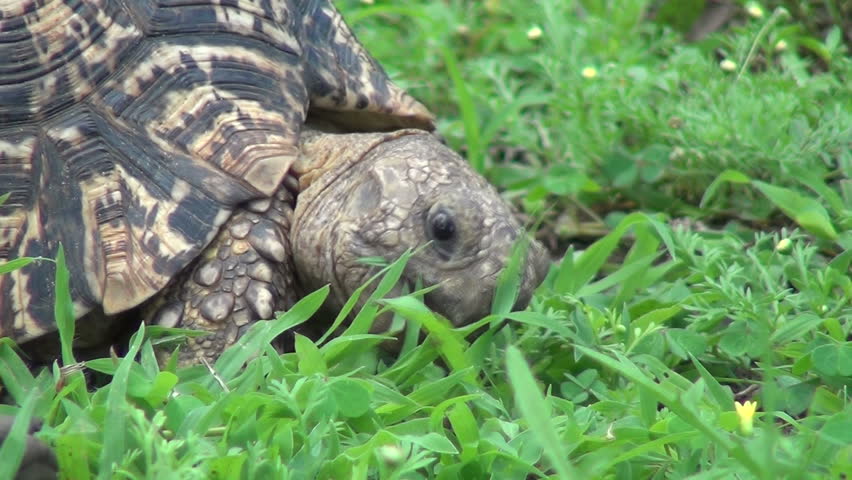 tortoise eating grass Stock Footage Video (100% Royalty-free) 1613662 ...