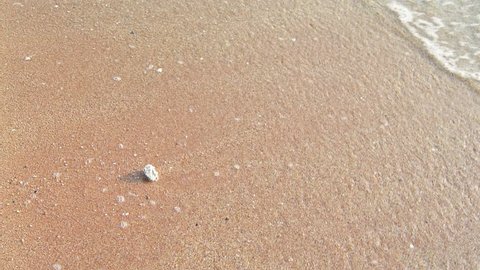 Sea surf with seashell on the beach  (Handheld shot)