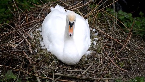 Mute swan (Cygnus olor) incubating eggs on nest. A large white bird on nest of sticks, feathers and moss tucks its head into its body to rest