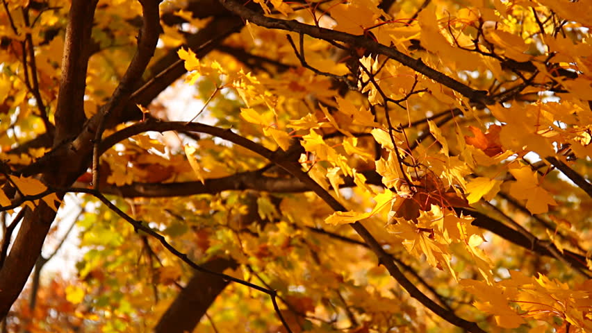 Sycamore Autumn Leaves Close Up Stock Footage Video 100 Royalty Free 1614280 Shutterstock