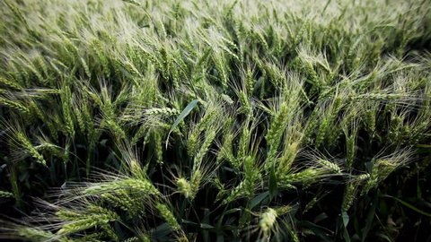 Field Wheat Spikes Wheat Ripening Grains Stock Footage Video (100% ...