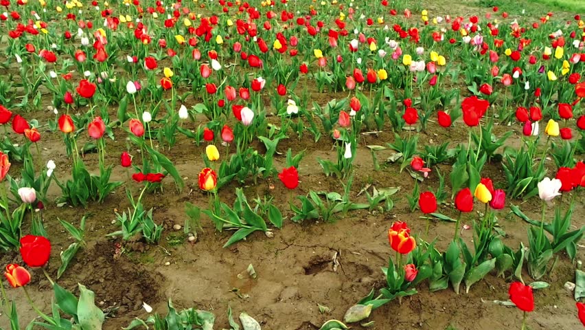 Tulips field in southern Germany 