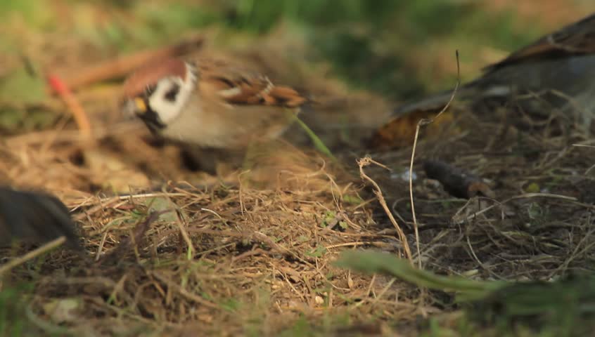 Tree sparrow resting in a bush