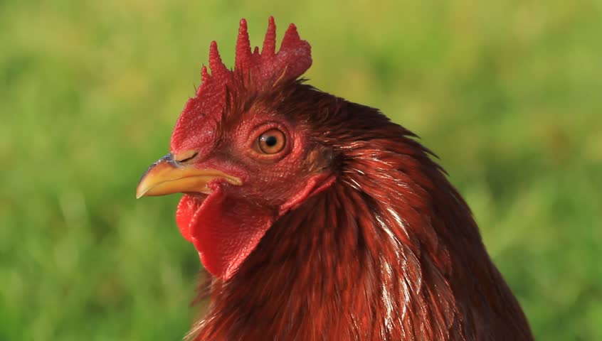 Head of a cock