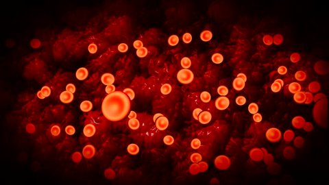 Red Blood cells travel through body tissue
