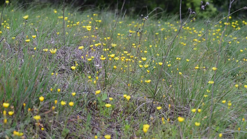 Tulips in Caucasus mountins