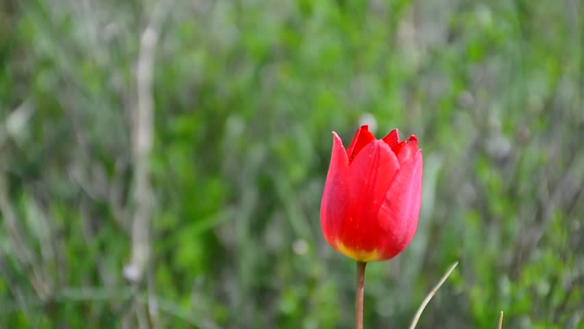 Tulips in Caucasus mountins