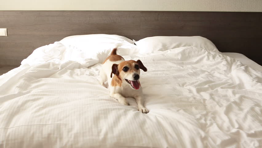 dog playing with bed