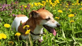 Adorable small dog Jack Russell terrier enjoying sunny day walking in the park. standing among yellow dandelions and grasses blooming flowers. Video footage